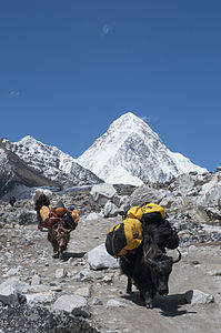 Sagarmatha National Park. On the way to Loboche beyond Dughla with Pumori in the Background by User:Joneismyartistname.