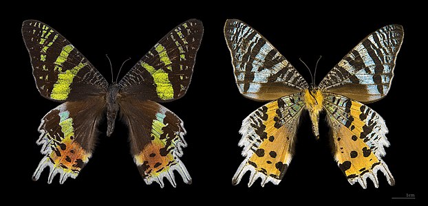 ♂ Chrysiridia rhipheus (Madagascan Sunset Moth)