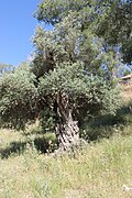 Gnarled olive tree near En el-Kezbe.jpg
