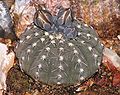   Gymnocalycium stellatum with buds