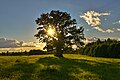 Tamme-Lauri Oak (oldest tree in Estonia)