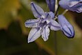 Triteleia grandiflora