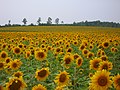 Sunflower Field (Hokuryu Town) ひまわり畑（北竜町）