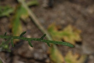 Allophyllum gilioides