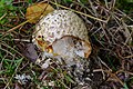 Amanita muscaria