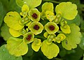 Chrysosplenium alternifolium