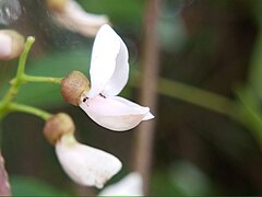 Derris trifoliata 5.jpg