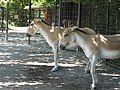 العربية: أخدرين في حديقة حيوانات شتوتجارت Deutsch: Asiatische Esel, aufgenommen im Stuttgarter Zoo English: Onagers in Stuttgart zoo