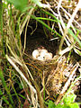 Nest with eggs.