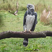 Harpyie beobachtet Bussard-Vorbeiflug