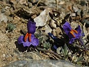 Linaria alpina