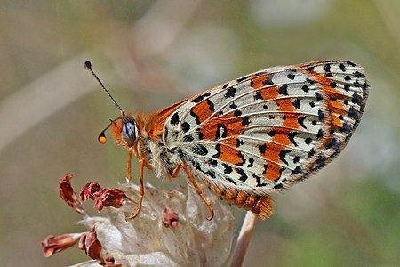 Melitaea didyma (Spotted fritillary)