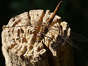 Sympetrum striolatum