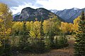 Trees, Banff National Park