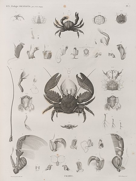 Pl.7 - Crabes