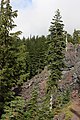 Abies lasiocarpa