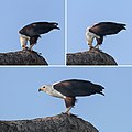 feeding on a fish, Botswana