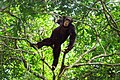 * Nomination Un jeune chimpanzé . --Aboubacarkhoraa 00:50, 17 May 2023 (UTC) * Decline Insufficient quality: unsharp. --Peulle 07:04, 23 May 2023 (UTC)