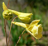 Delphinium luteum