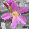 Flower of Drosera regia