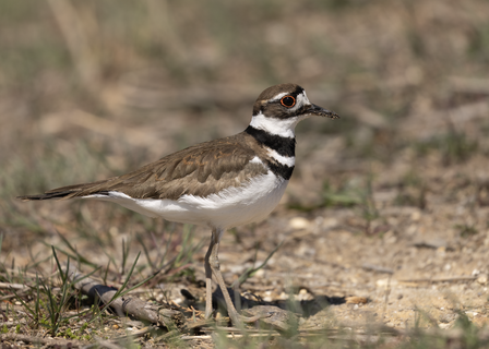 A Charadrius vociferus (Killdee)