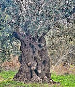 PikiWiki Israel 74002 old olive tree.jpg