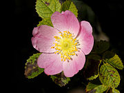   Rosa canina