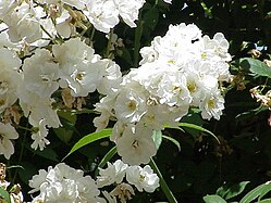 'Rambling Rector' Hill 1912, R. multiflora × R. moschata (uncertain)