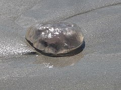 Sandaig, jellyfish at Greenhill Beach - geograph.org.uk - 4131829.jpg