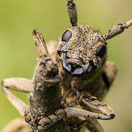 Saperda carcharias