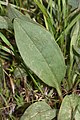 Senecio integerrimus