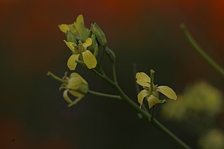 Sisymbrium altissimum