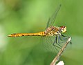 50 Sympetrum sanguineum qtl4 uploaded by Quartl, nominated by Quartl