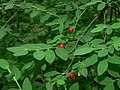 Vaccinium parvifolium (Red Huckleberry)