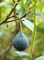 Vaccinium uliginosum (Bog Bilberry)