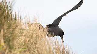 2021-10 Amsterdam Island - Dark-mantled sooty albatross 31.jpg