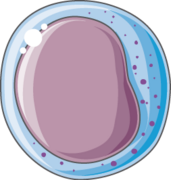 Cardiovascular system - Lymphopoiesis - NK cell -- Smart-Servier.png