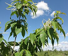 Castanea dentata 3142.jpg