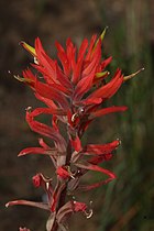 Castilleja subinclusa