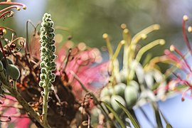 Detalhes do miolo de uma flor.jpg