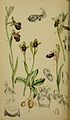 Ophrys speculum plate 72 in: J.T. Moggridge: Flora of Mentone London (1871) fig. A