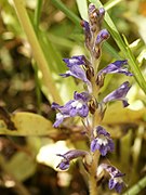    Orobanche nana