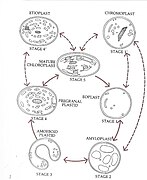 Plastid development cycle .jpg