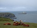 The Knavocks & Godrevy Lighthouse