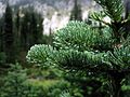 Subalpine Fir (Abies lasiocarpa)