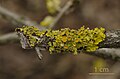 Xanthoria parietina