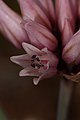 Allium robinsonii