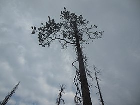 Pinus contorta