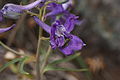 Delphinium nuttallianum