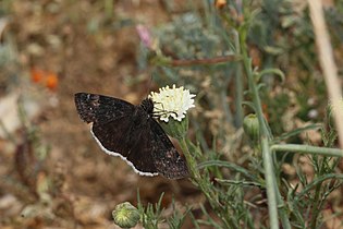 Erynnis funeralis